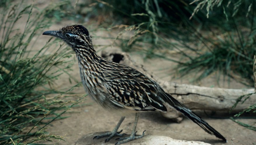 Photo Credit: Tom Brakefield/Stockbyte/Getty Images The greater roadrunner is one of the only animals that will attack rattlesnakes.