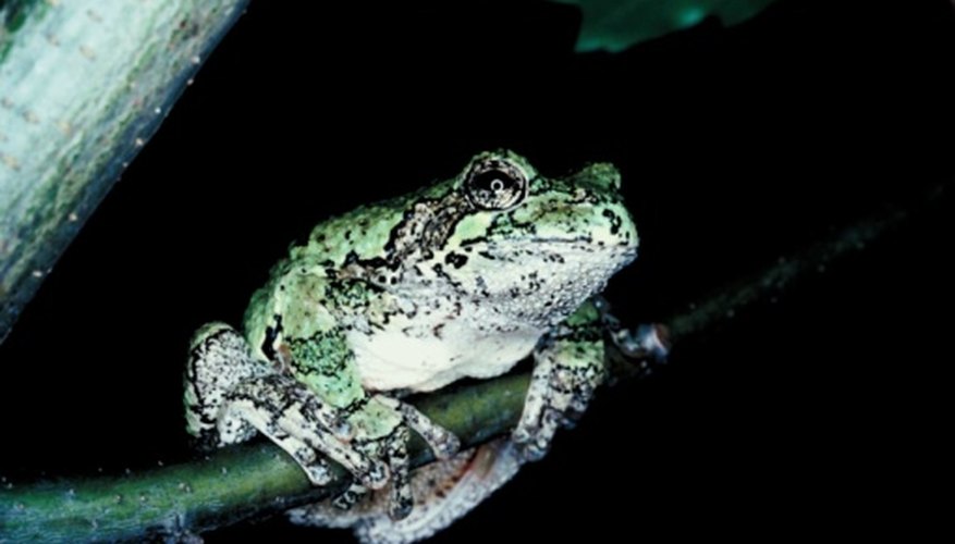 Los anfibios, incluidas las ranas, utilizan varios métodos respiratorios durante toda su vida.
