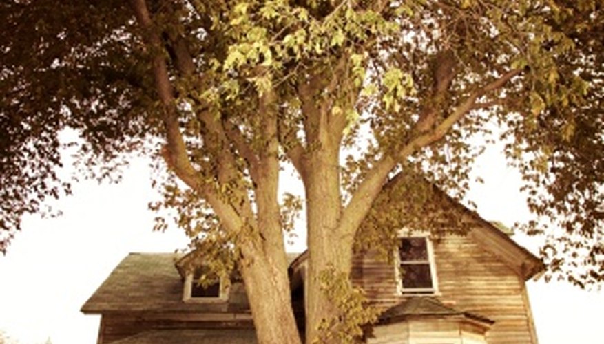 Many derelict houses have the potential to become beautiful homes that will last for generations.