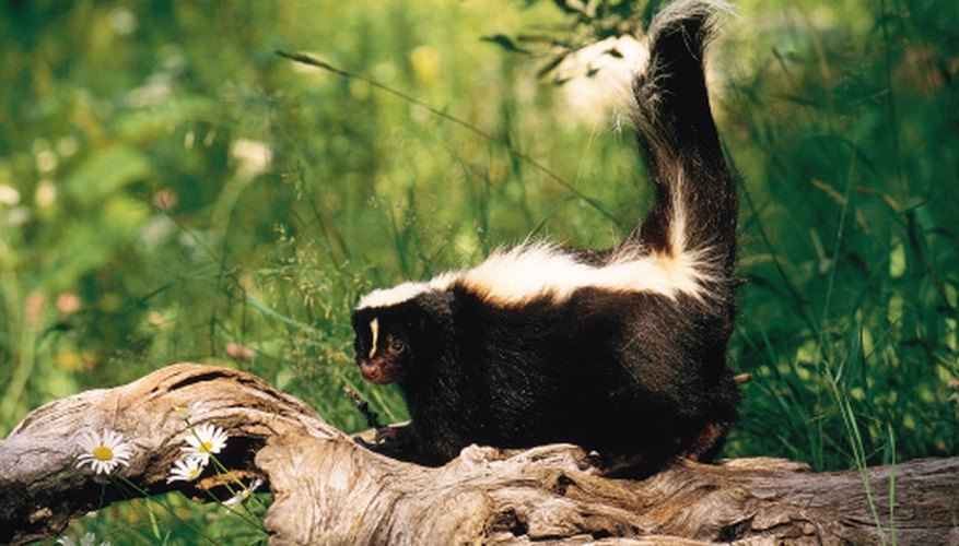 Photo Credit: Comstock/Comstock/Getty Images Skunks and raccoons can carry rabies.