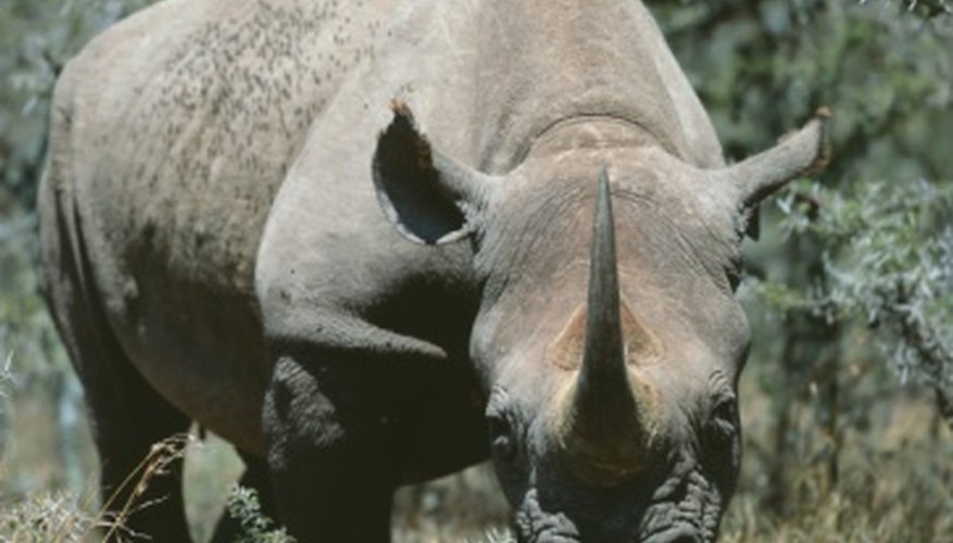 Javan rhinos are extremely rare and known for their single horn.