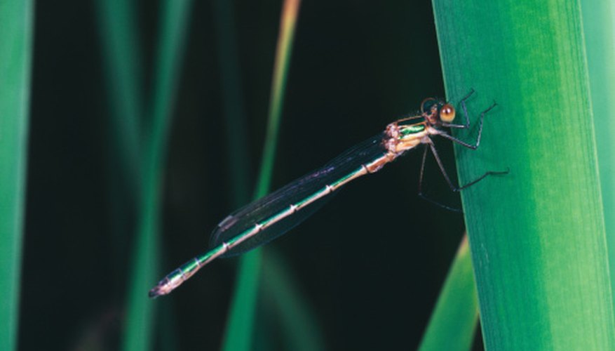 Photo Credit: John Foxx/Stockbyte/Getty Images The abdomen has 10 segments.