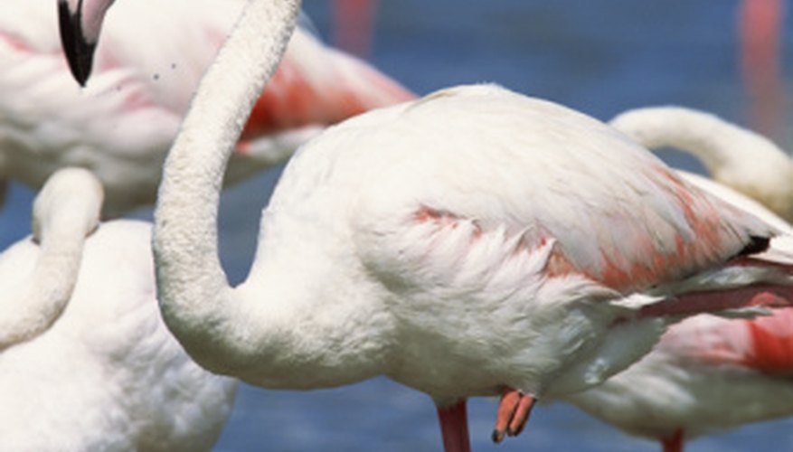 Photo Credit: Jupiterimages/Photos.com/Getty Images Greater flamingoes are the world's most widespread flamingo species.