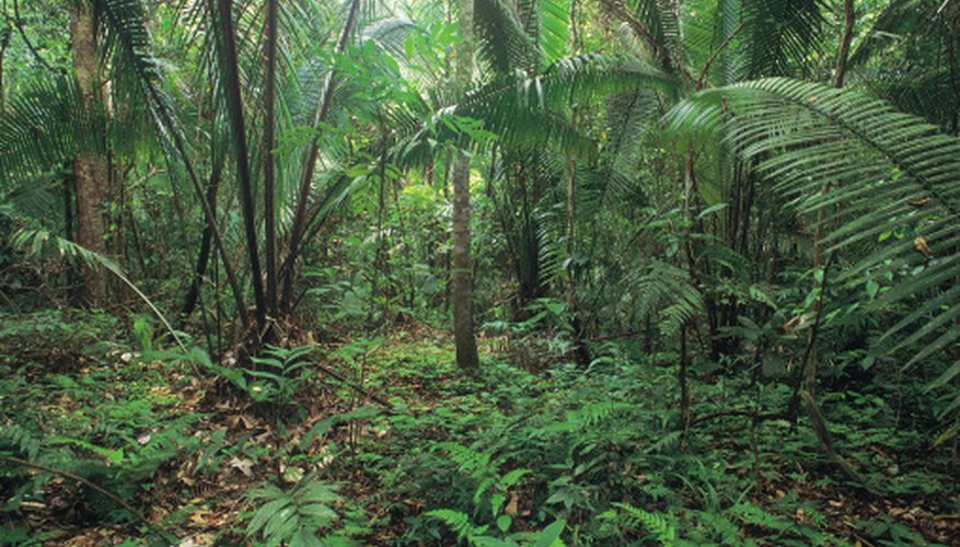 → Características del suelo de la selva | Geniolandia