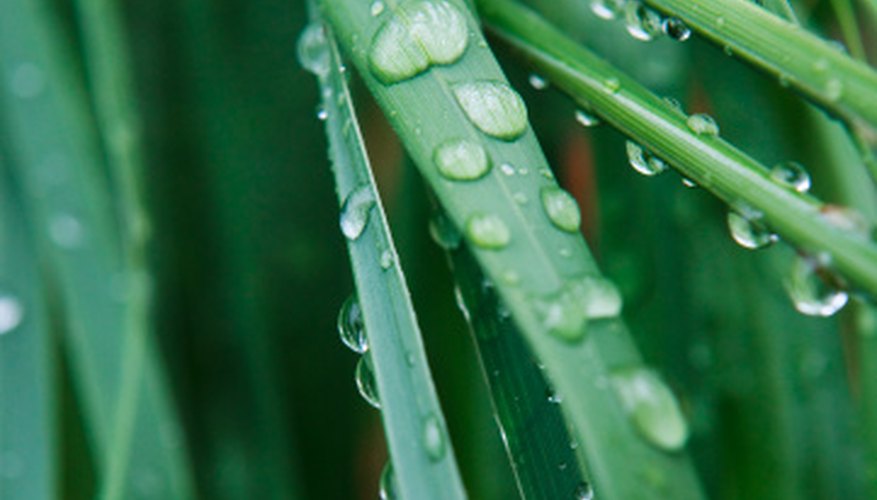 Photo Credit: Chris Stein/Stockbyte/Getty Images Varied precipitation levels contribute to a diverse native plant population along the Texas coastal plain.