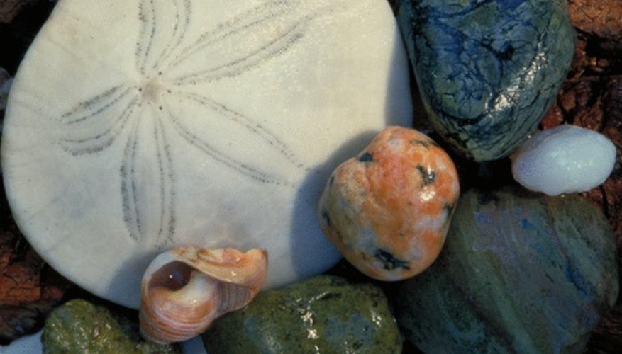 Photo Credit: Jupiterimages/Photos.com/Getty Images Polishing fossils makes them easier to view in detail.