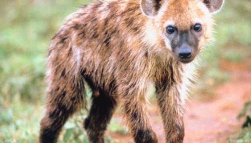 Photo Credit: Jupiterimages/Photos.com/Getty Images The hyena is one of the antelope's most infamous hunters.