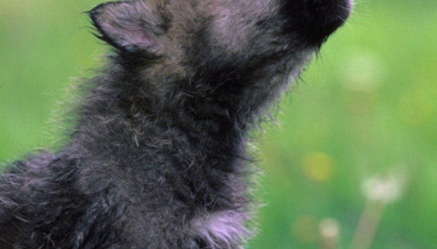 Photo Credit: Hemera Technologies/Photos.com/Getty Images This pup appears to live in a prairie habitat.