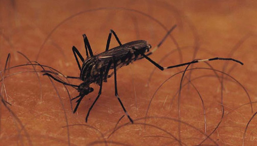 Which Kinds or Colors of Clothing Do Mosquitoes Not Like?