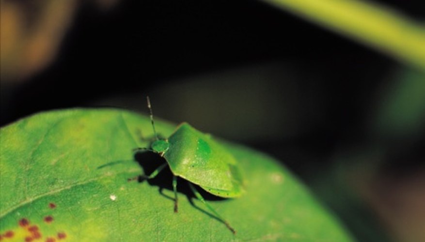 Photo Credit: Photos.com/Photos.com/Getty Images True bugs belong to Order Hemiptera of Class Insecta.