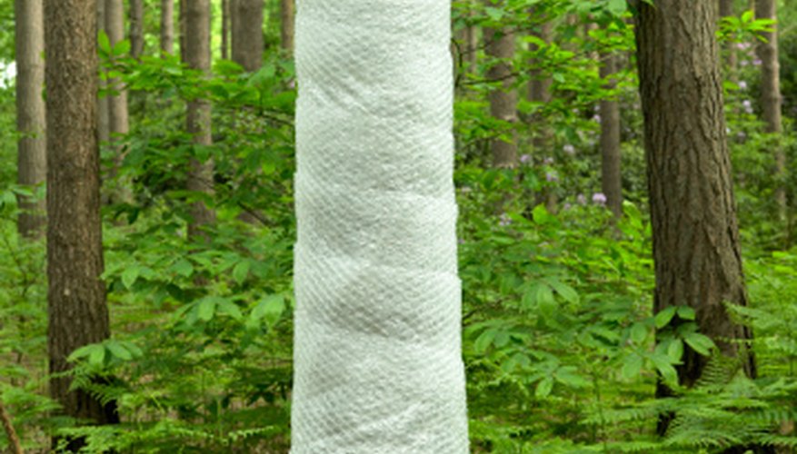 what-do-i-wrap-a-tree-with-when-the-bark-has-been-scraped-garden-guides