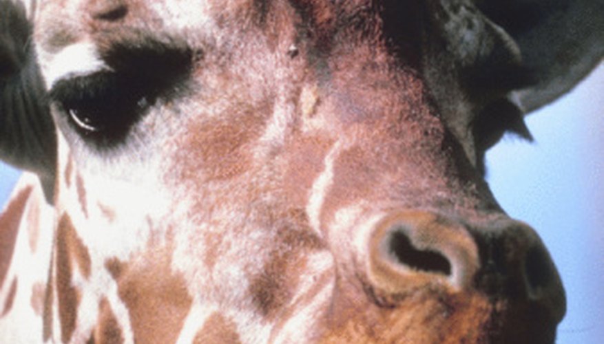 Information on Giraffe Eyes | Sciencing