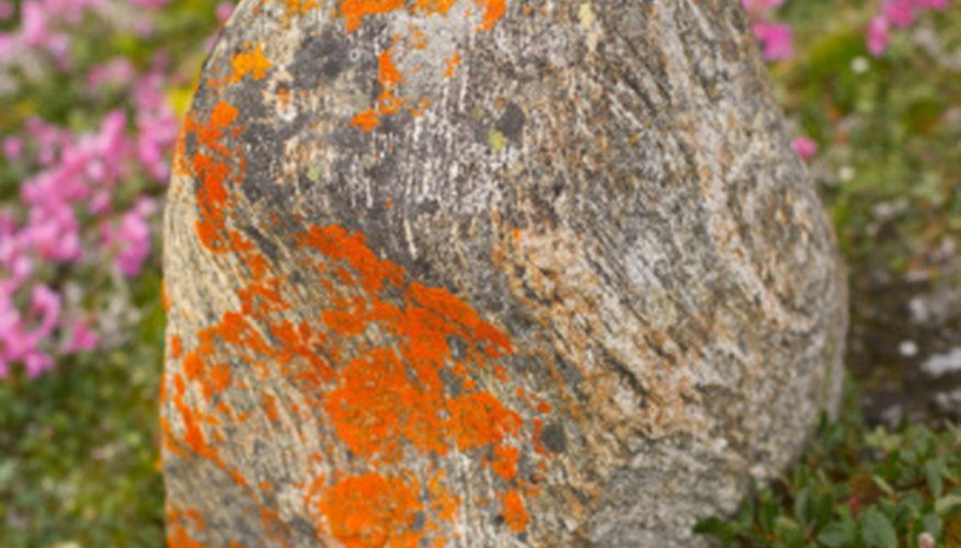 Photo Credit: Jupiterimages/Photos.com/Getty Images Lichen flourish on the Arctic tundra.