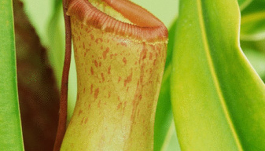 Photo Credit: Jupiterimages/Photos.com/Getty Images Carnivorous plants, such as pitcher plants, make fun additions to terrarium projects.