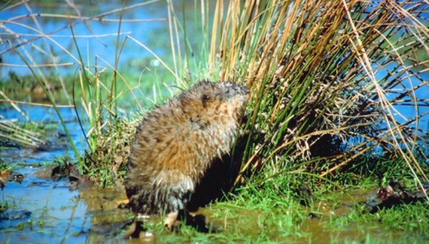 Photo Credit: Jupiterimages/Photos.com/Getty Images Muskrats live in slow-moving waters throughout Ohio.