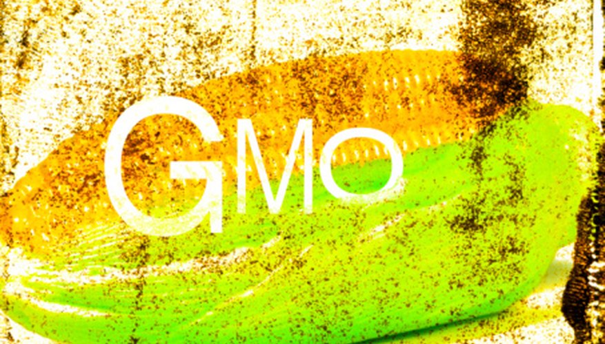 Photo Credit: Hemera Technologies/AbleStock.com/Getty Images Most corn produced is genetically modified.