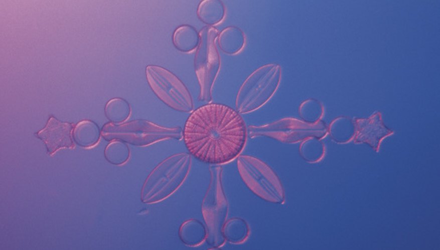 Photo Credit: Comstock Images/Comstock/Getty Images Diatoms are found in the photic zone