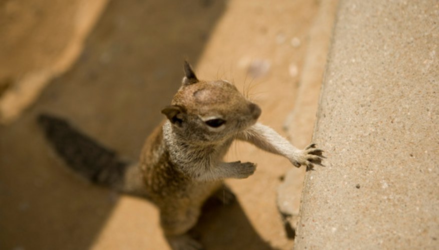 Photo Credit: Medioimages/Photodisc/Photodisc/Getty Images Squirrels change rapidly during the first 14 weeks of their lives .