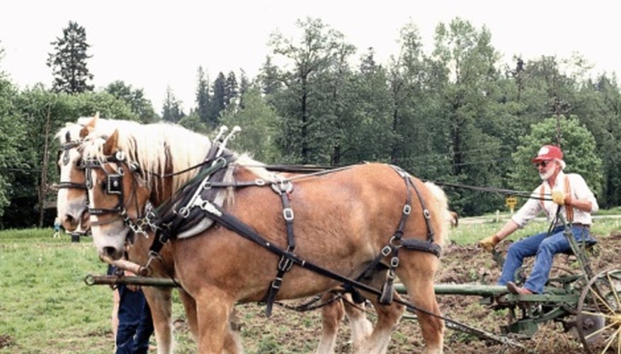 Photo Credit: Jupiterimages/Photos.com/Getty Images A two-horsepower plow.