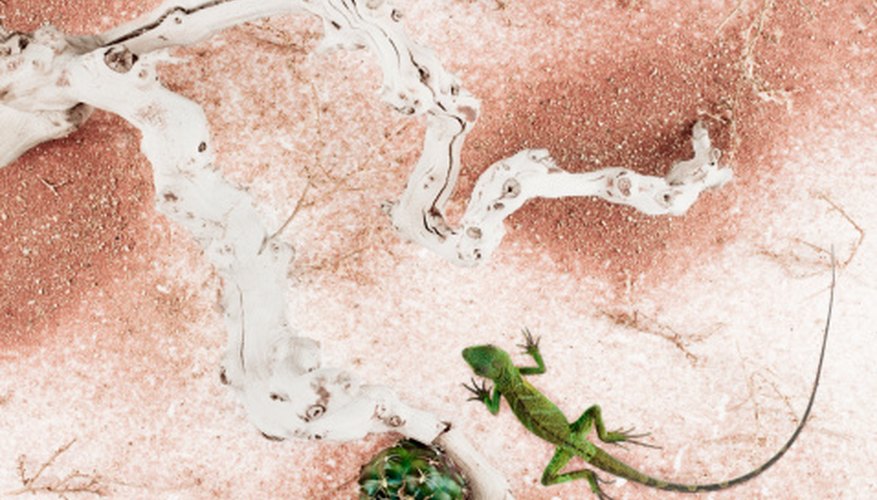 Photo Credit: Nicholas Cope/Lifesize/Getty Images Desert droughts test the most resilient living things.