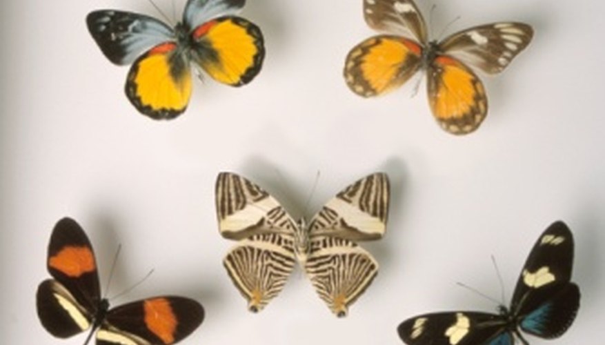 Photo Credit: Hemera Technologies/Photos.com/Getty Images Create a butterfly collection.