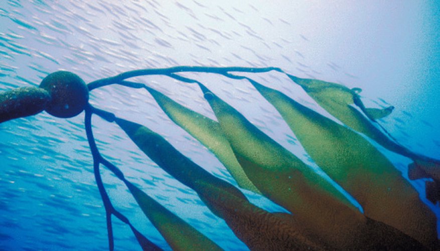 Photo Credit: Jupiterimages/Photos.com/Getty Images Underwater forests have their own beauty.