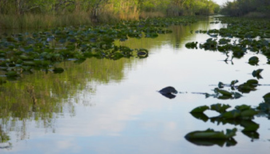 Photo Credit: Jupiterimages/Photos.com/Getty Images The freshwater biome includes wetlands, rivers and streams.