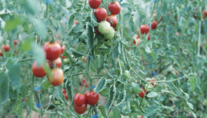 Los tomates Roma son determinados, lo cual los vuelve una gran opción para el procesamiento.