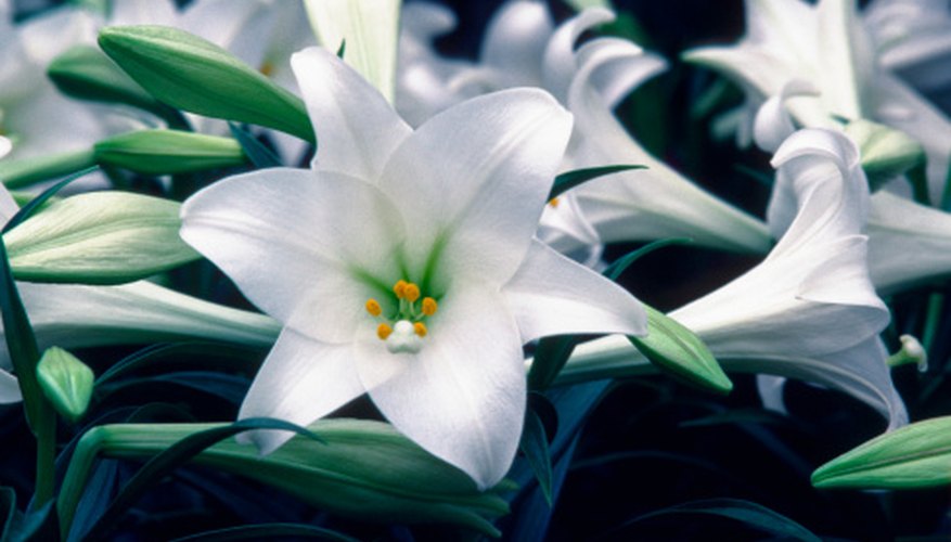 easter lily lilies flowers lilly trumpet smell plants replant cut garden getty bloodborne lilium bulbs transplant photodisc plant flower medioimages