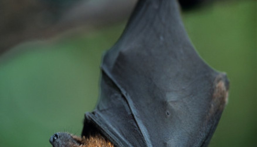 Photo Credit: Anup Shah/Digital Vision/Getty Images Fruit bats often have brown fur.