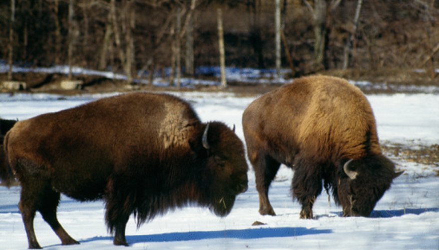 Photo Credit: Jupiterimages/Photos.com/Getty Images Bison used to dominate North American grasslands.