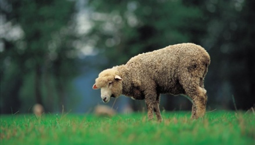 what-are-some-adaptations-of-sheep-sciencing