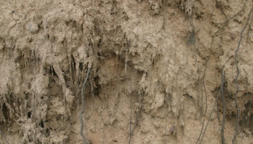 Photo Credit: Jupiterimages/Photos.com/Getty Images Demonstrate how roots reinforce soil against erosion.