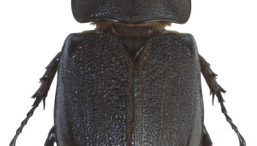 Photo Credit: Hemera Technologies/PhotoObjects.net/Getty Images Washington is home to several beetle species.