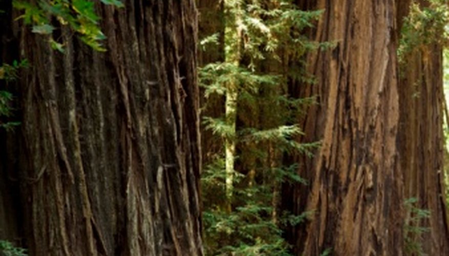 why do redwood tree grow in circles