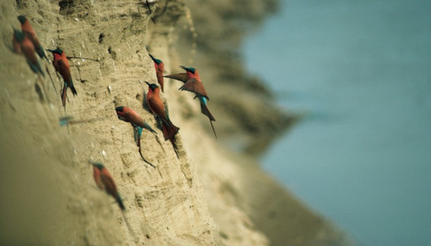 Photo Credit: Tom Brakefield/Stockbyte/Getty Images These birds build their nests in the face of a cliff.