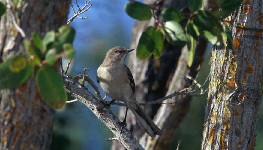 Photo Credit: Stockbyte/Stockbyte/Getty Images The mockingbird is Florida's state bird.