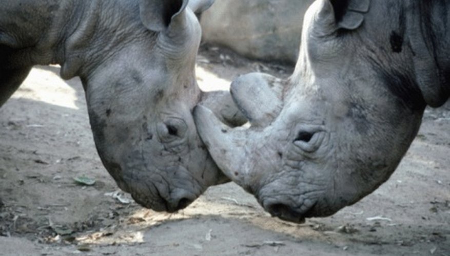 Photo Credit: Jupiterimages/Photos.com/Getty Images Rhinoceroses use their horns to push and threaten.