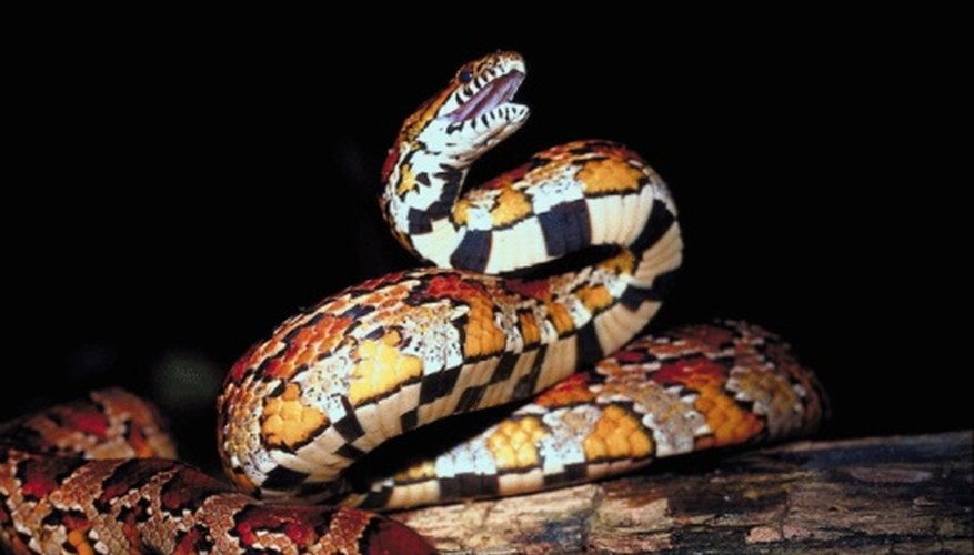 Photo Credit: Jupiterimages/Photos.com/Getty Images Corn snakes have a distinct checkered belly.