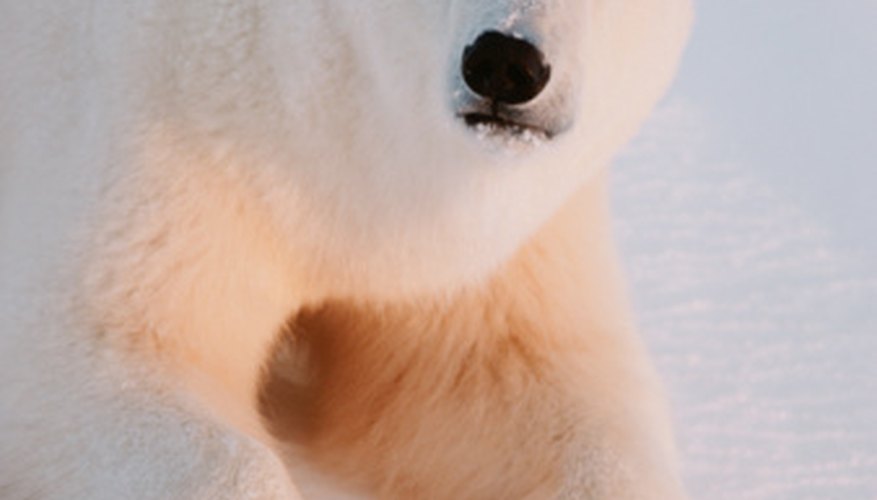 Photo Credit: Jupiterimages/Photos.com/Getty Images A male polar bear can weigh up to 1,400 pounds.