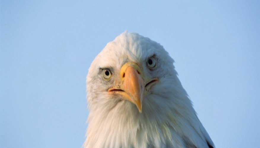 Photo Credit: Jupiterimages/Photos.com/Getty Images Bald eagles reside in deciduous forests.