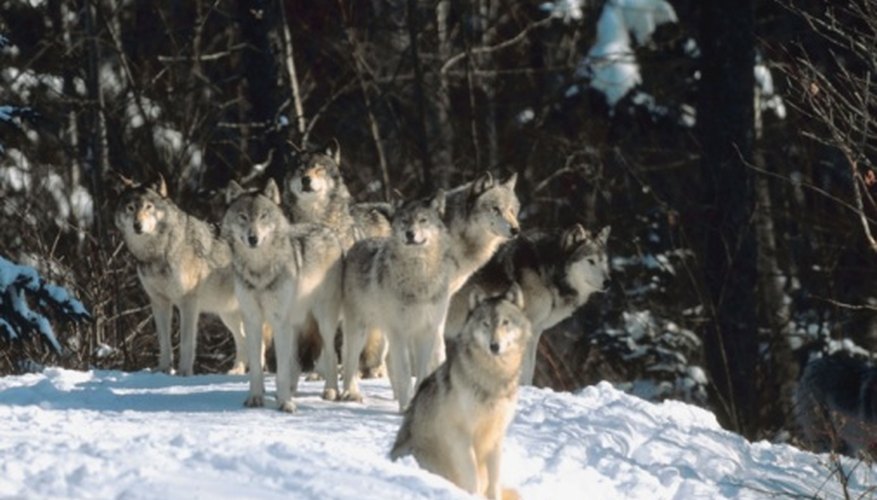 Photo Credit: Jupiterimages/Photos.com/Getty Images Gray wolves are apex predators, as they have no natural enemy other than humans.