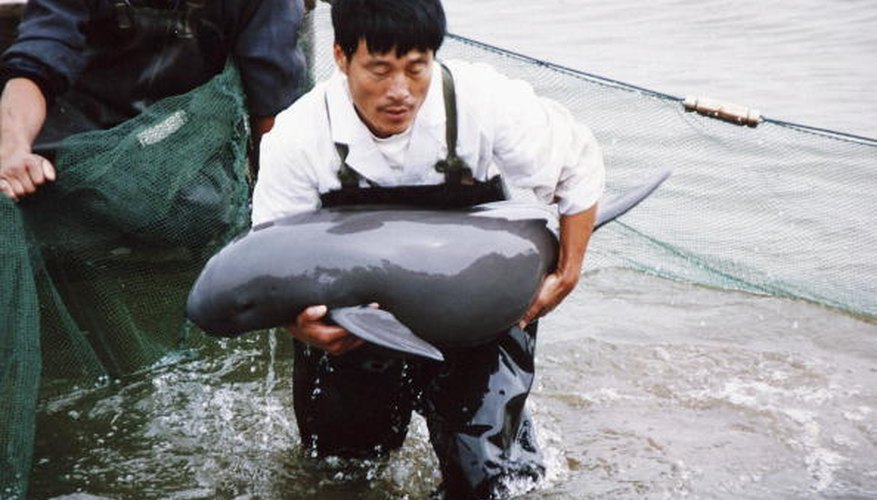 Photo Credit: China Photos/Getty Images News/Getty Images Because it is a fresh-water species, the Chinese river dolphin has nowhere to go to escape the pollution and development along the Yangtze River.