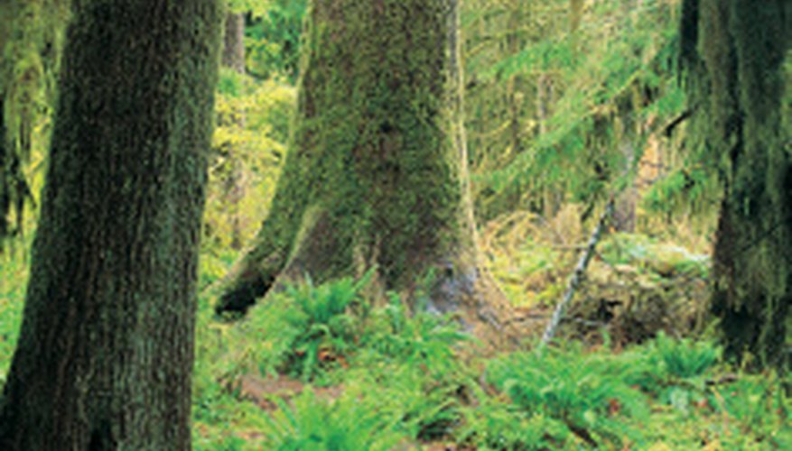 Photo Credit: Digital Vision./Digital Vision/Getty Images Rain forests contain many different species.