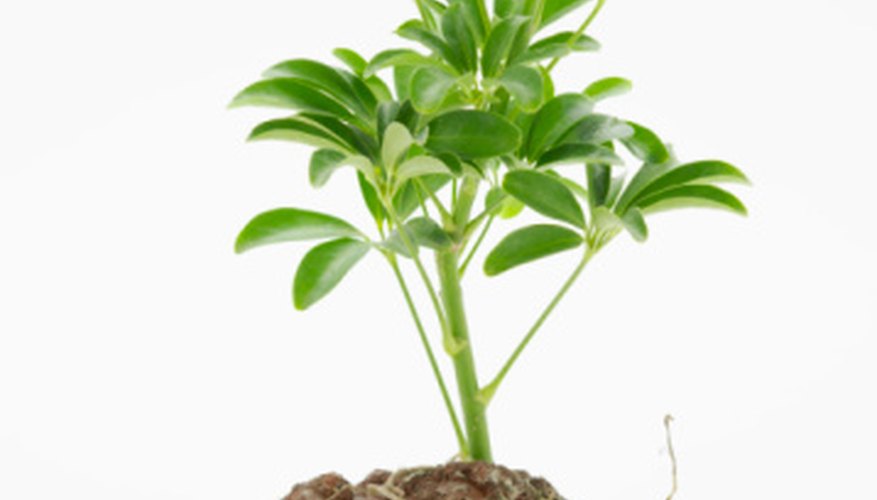 Photo Credit: Jupiterimages/Creatas/Getty Images Plant growth can be affected by substances absorbed.