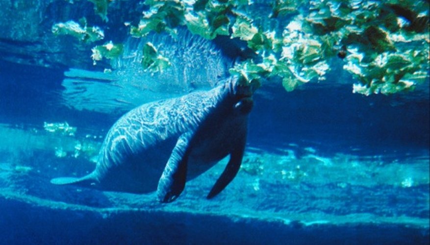 Photo Credit: Jupiterimages/Photos.com/Getty Images Manatees are known for their large size and gentle disposition.
