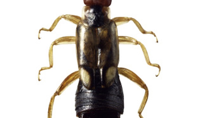 Photo Credit: Brand X Pictures/Brand X Pictures/Getty Images The cerci, or pincers, of male earwigs curve inward toward one another.