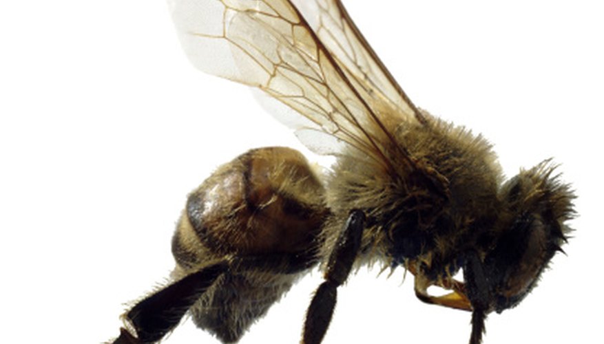 Photo Credit: Brand X Pictures/Brand X Pictures/Getty Images The honeybee's stinger cannot protect it from all of its predators.
