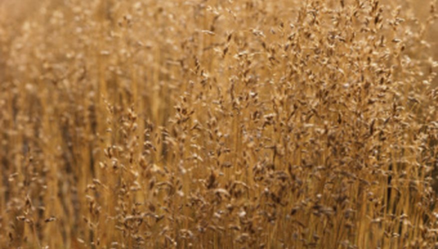 Photo Credit: Jupiterimages/Photos.com/Getty Images The savanna is a forest of tall grasses rather than huge trees.