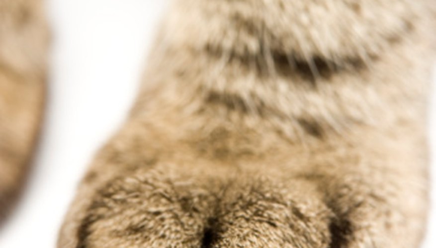Photo Credit: BananaStock/BananaStock/Getty Images A cat's retractable claws will almost never show up in paw prints or tracks.